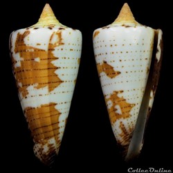 Strategoconus (Strategoconus) maldivus (Hwass, 1792)