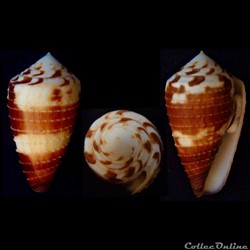 Strategoconus (Vituliconus) striatellus (Link, 1807)