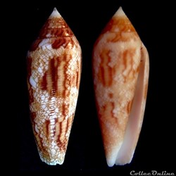 Cylindrus paulucciae (Sowerby III, 1877)