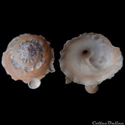Stellaria chinensis (Philippi, 1841)