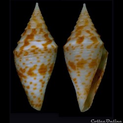 Turriconus (Turriconus) rizali (Olivera & Biggs, 2010)