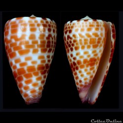 Tesseliconus edaphus (Dall, 1910)