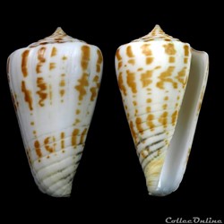 Phasmoconus (Phasmoconus) adenensis (Smith, 1891)