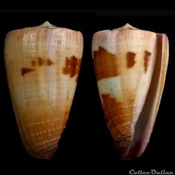 Strategoconus (Vituliconus) circumactus f. hammatus. Bartsch & Rehder 1943
