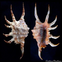 Lambis robusta (Swainson, 1821)