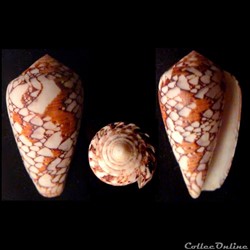 Darioconus behelokensis (Lauer, 1989)