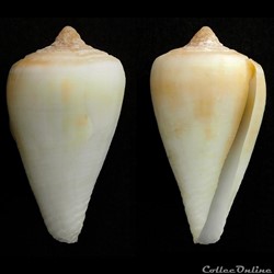 Monteiroconus tabidus (Reeve, 1844)