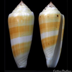 Pionoconus consors (Sowerby I, 1833)