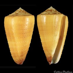 Strategoconus ( Vituliconus) ferrugineus f. sophiae (Brazier, 1875) Phillipines 52,15 mm