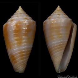 Ximeniconus (Jaspidiconus) cf. verrucosus