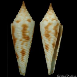 Fusiconus (Fusiconus) hopwoodi (Tomlin, 1937)