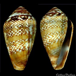 Lautoconus (Lautoconus) cacao (Ferrario & Ferrario, 1983)