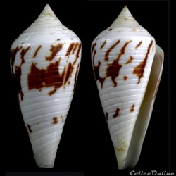 Embrikena pergrandis (Iredale, 1937)