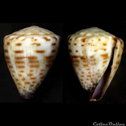 Harmoniconus parvatus (Walls, 1979)