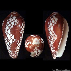 Darioconus magnificus (Reeve, 1843
