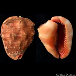 Cypraecassis rufa (Linnaeus, 1758)