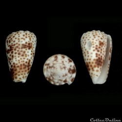 Puncticulis vautieri (Kiener, 1845)