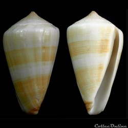 Lividoconus (Calaminons) quercinois f. akabensis (Hwass in Bruguière, 1792)