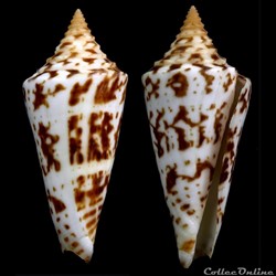 Dauciconus (Dauciconus) scalarissimus (Petuch, 1986)