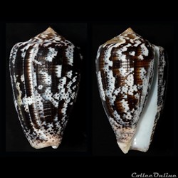 Pionoconus achatinus (Gmelin, 1791)
