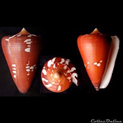 Darioconus thailandis (da Mo a, 1978)