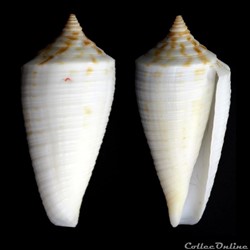 Phasmoconus (Phasmoconus) lovellreevei (G. Raybaudi, 1993)