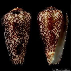 Darioconus pennaceus quasimagnificus (da Motta, 1982)