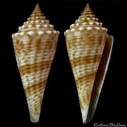 Fusiconus (Bathyconus) orbignyi (Audouin, 1831)