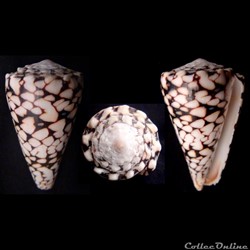 Conus bandanus (Hwass in Bruguière, 1792)