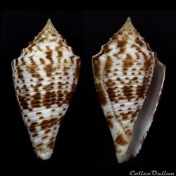 Conasprella geeraertsi ( Poppe & Tagaro, 2017)