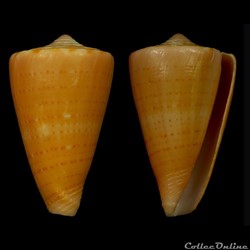 Dauciconus (Dauciconus) daucus (Hwass in Bruguière, 1792)