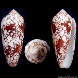 Darioconus episcopatus (da Motta, 1988)