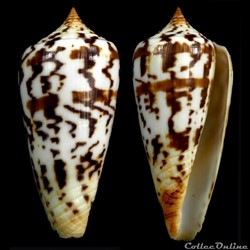 Phasmoconus (Phasmoconus) janus (Hwass in Bruguière, 1792)