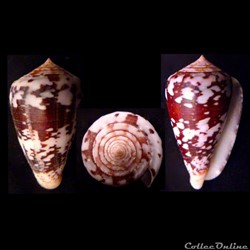 Chelyconus ermineus ermineus (Born, 1778)
