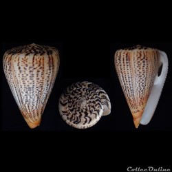 Dendroconus suratensis (Hwass in Bruguière, 1792)