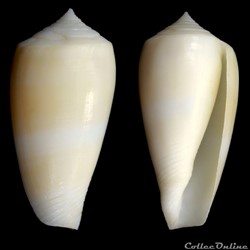 Pionoconus leobottonii (Lorenz, 2006)