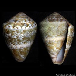 Lautoconus (Lautoconus) ventricosus (Gmelin, 1791)