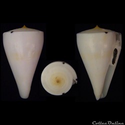 Klemaeconus sugimotonis (Kuroda, 1928)