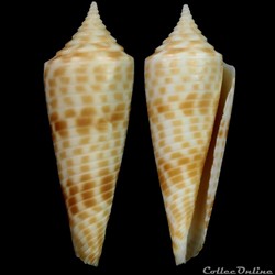 Fusiconus (Fusiconus) aculeiformis (Reeve, 1844)