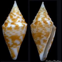 Turriconus (Turriconus) praecellens (A. Adams, 1855)