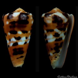 Pionoconus barthelemyi (Bernardi, 1861)