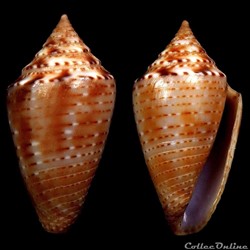 Ximeniconus (Jaspidiconus) pusio (Hwass in Bruguière, 1792)