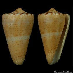 Dauciconus (Dauciconus) daucus (Hwass in Bruguière, 1792)