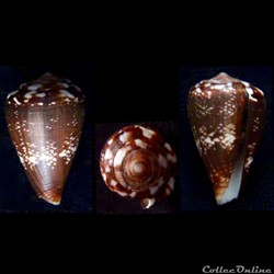 Lautoconus (Africonus) vulcanus (Tenorio & Afonso, 2004)