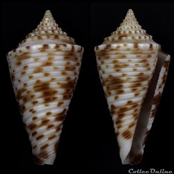 Conasprella gattegnoi (Poppe & Tagaro, 2017)