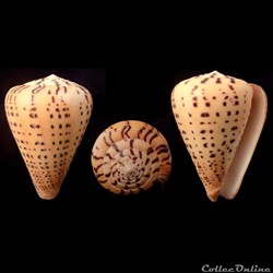 Dendroconus betulinus (Linnaeus, 1758)