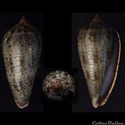 Phasmoconus (Phasmoconus) cinereus (Hwass in Bruguière, 1792)