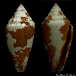 Tenorioconus curassaviensis (Hwass in Bruguière, 1792)