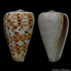 Dendroconus medoci (Lorenz, 2004)