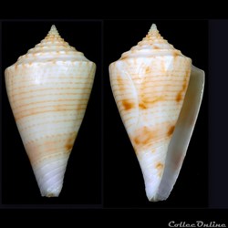 Boucheticonus grohi (Tenorio & Poppe, 2004)